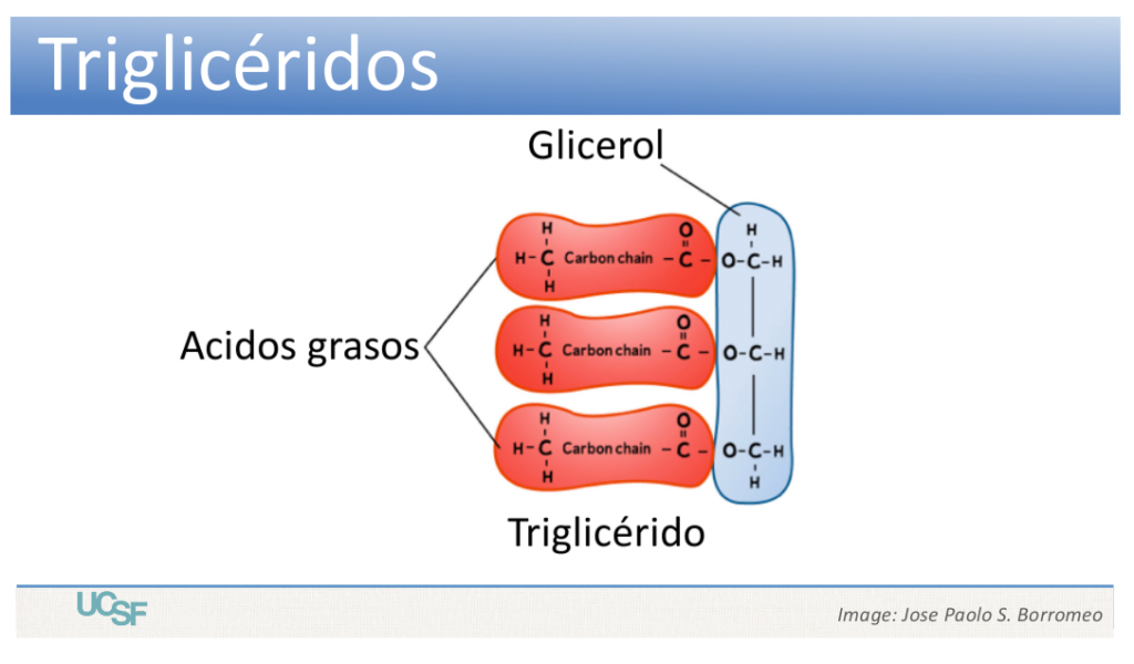 ácidos grasos y triglicéridos